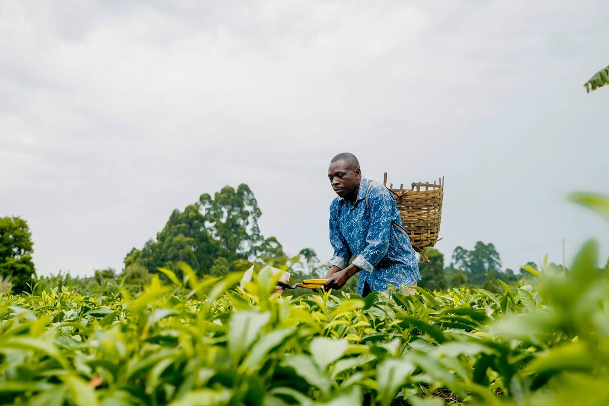 A farmer picking tea by hand with a woven basket on his back